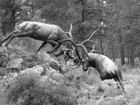 352 - ELK STATUE - CLEMONS LYNN - united states <div
